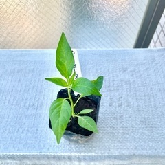 タイ料理唐辛子野菜苗とうがらし苗
プリッキーヌ苗激辛野菜エスニック料理家庭菜園ガーデニングプランター栽培ベランダ菜園の画像