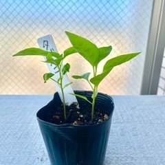 タバスコ苗激辛唐辛子苗家庭菜園ガーデニングベランダ菜園プランター栽培