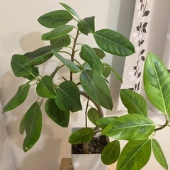 【ゆかさん限定】観葉植物の画像