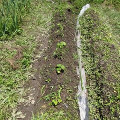 和歌山で農業（米、野菜）はじめませんか！？ - メンバー募集