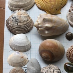 貝　貝殻　石3個　オブジェ　アクアリウム　水槽宝石の画像