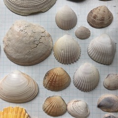 貝　貝殻　石3個　オブジェ　アクアリウム　水槽宝石の画像