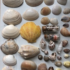 貝　貝殻　石3個　オブジェ　アクアリウム　水槽宝石の画像