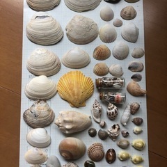 貝　貝殻　石3個　オブジェ　アクアリウム　水槽宝石