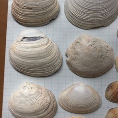 貝　貝殻　石3個　オブジェ　アクアリウム　水槽宝石の画像