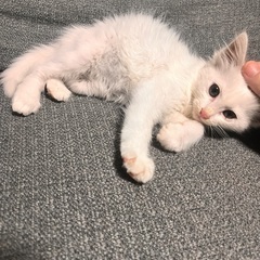 子猫 生後約1ヶ月程度