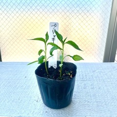 プリッキーヌ苗家庭菜園唐辛子ガーデニングプランター栽培ベランダ菜園