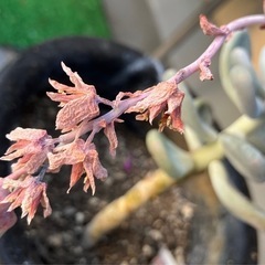 多肉植物🪴の画像