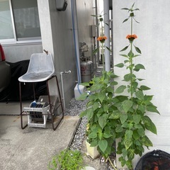 植物🌺オレンジのボールみたいのが出来る花です