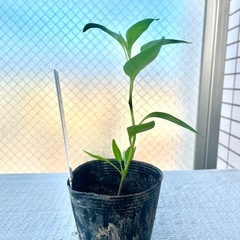 ②プリッキーヌ苗とうがらし唐辛子野菜苗
家庭菜園ガーデニングプランター栽培ベランダ菜園の画像