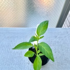 ②プリッキーヌ苗とうがらし唐辛子野菜苗
家庭菜園ガーデニングプランター栽培ベランダ菜園の画像