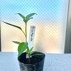 ②プリッキーヌ苗家庭菜園ガーデニングプランター栽培ベランダ菜園