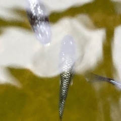 メダカ
の画像
