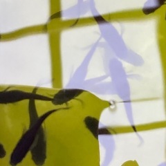 メダカ
の画像