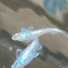 メダカ
