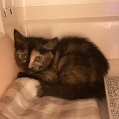 個性的なサビ猫　ひかりちゃん