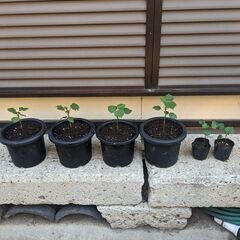 25.6.18 更新 : 綿花　コットンフラワーの苗 ・・ポット...