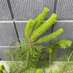 マツ　松　苗木　4本
　　の画像