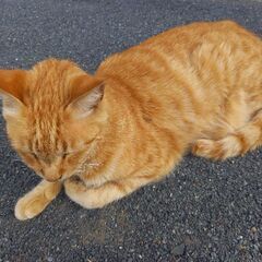 保護猫ちゃん、1才未満。※赤ちゃん猫2匹つれています!