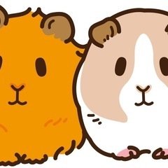 うさぎ用ゲージお譲りください！（モルモット飼育の為）
