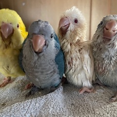 オキナインコ うまれてます