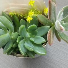 多肉植物の画像