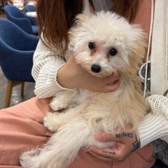 無償 ティーカッププードル♀