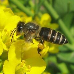 住居に潜む蜂やゴキブリ、 シロアリの防蟻処理は【害虫の生活緊急修理サービス 津田沼営業所】 - 千葉市