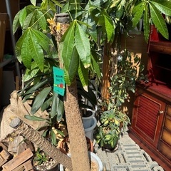 観葉植物 パキラなど どれでも好きなもの100円‼️ インテリア
