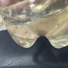 復活⭐︎ミジンコ　メダカ　餌　の画像