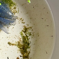 フロマージュの卵、針子　グリーンウォーター入りの画像