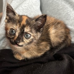 子猫の里親募集