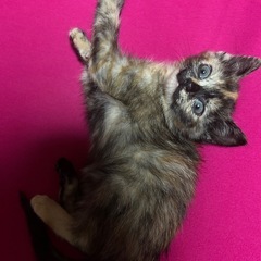 子猫の里親募集 - 猫