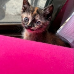 子猫の里親募集 − 京都府