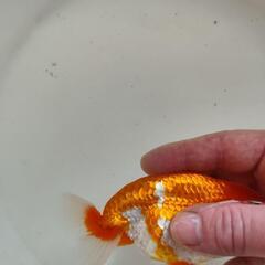 金魚（らんちゅう）の画像