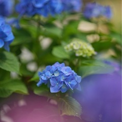 40代50代の写真を撮るのが好きな人のサークルです　