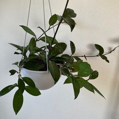植物…ホヤカルサーノ

