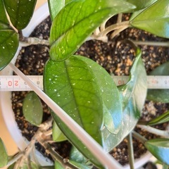 植物…ホヤカルサーノ
の画像