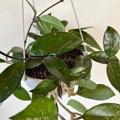 植物…ホヤカルサーノ
の画像