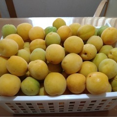 梅　６kg  無農薬
