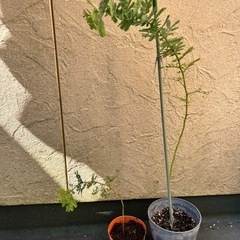 植物…ミモザ（ギンヨウアカシア）