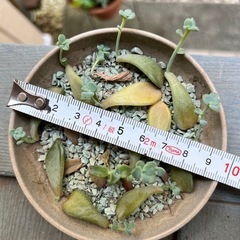 植物…多肉植物