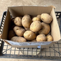 新ジャガイモ　3kg  　規格外（小）の画像