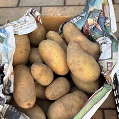 新ジャガイモ　3kg  　規格外（小）の画像