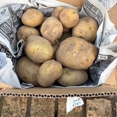 新ジャガイモ　3kg  　規格外（小）