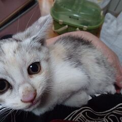里親探しています。