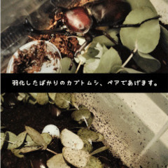 サムネイル
