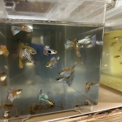 【ビッグドーサル、ビッグテール】ブルーグラス　レッドグラスの画像
