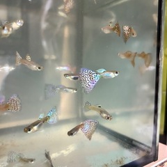 【ビッグドーサル、ビッグテール】ブルーグラス　レッドグラスの画像