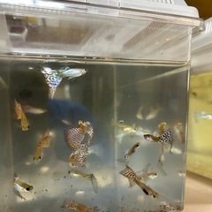 【ビッグドーサル、ビッグテール】ブルーグラス　レッドグラスの画像